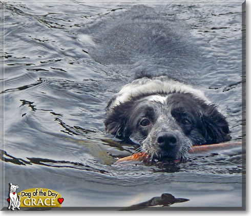 Grace, the Dog of the Day