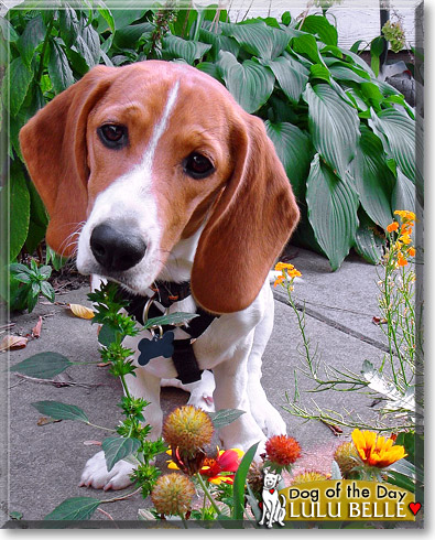 Lulu Belle, the Dog of the Day