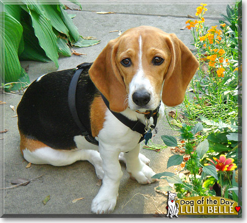 Lulu Belle, the Dog of the Day