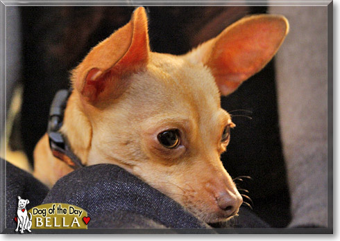 Bella, the Dog of the Day