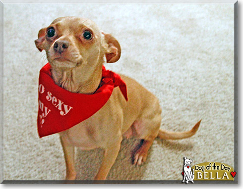 Bella, the Dog of the Day
