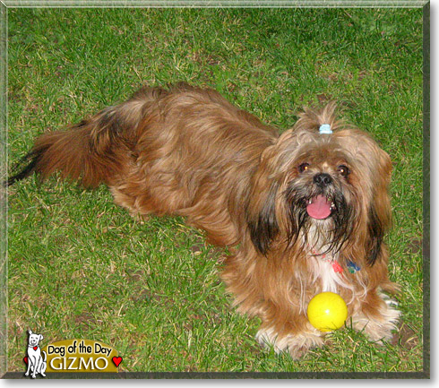 Gizmo, the Dog of the Day