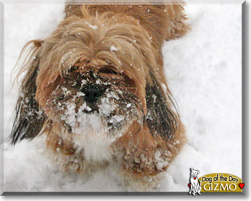 Gizmo, the Dog of the Day