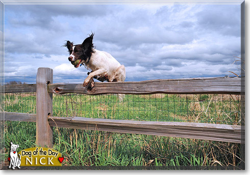 Nick, the Dog of the Day