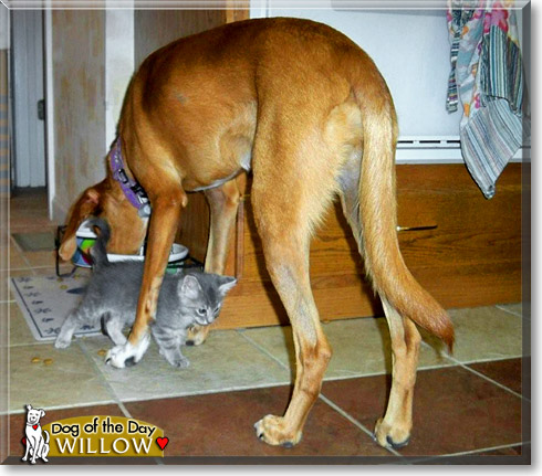 Willow, the Dog of the Day
