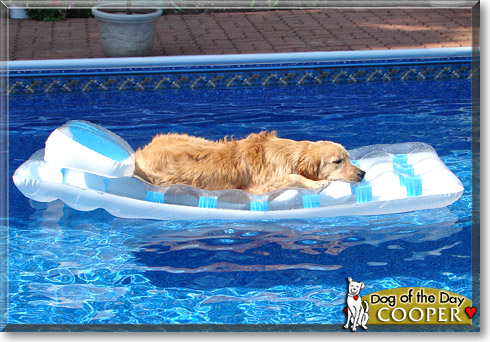 Cooper, the Dog of the Day