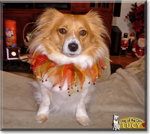 Lucy, the Dog of the Day Lucy, the Dog of the Day