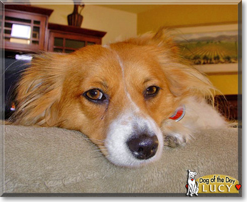 Lucy, the Dog of the Day Lucy, the Dog of the Day