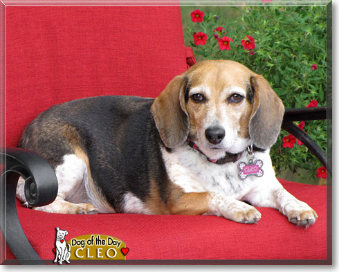 Cleo, the Dog of the Day