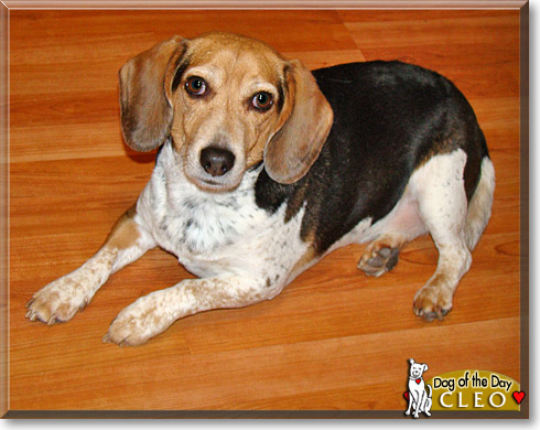 Cleo, the Dog of the Day