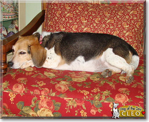 Cleo, the Dog of the Day