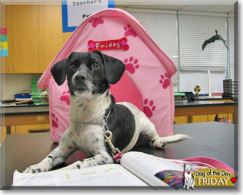 Friday, the Dog of the Day