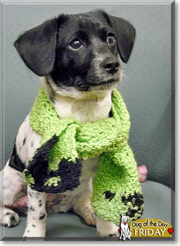 Friday, the Dog of the Day