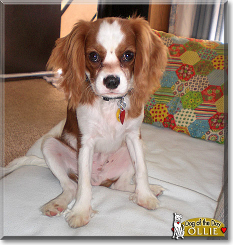Ollie, the Dog of the Day