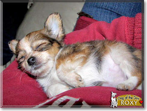 Roxy, the Dog of the Day