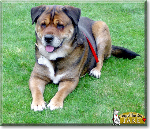 Jake, the Dog of the Day