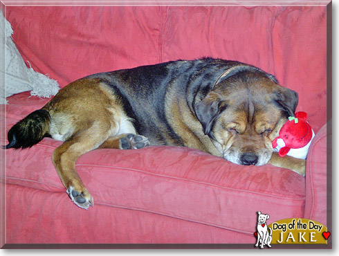 Jake, the Dog of the Day