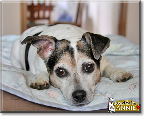 Annie, the Dog of the Day