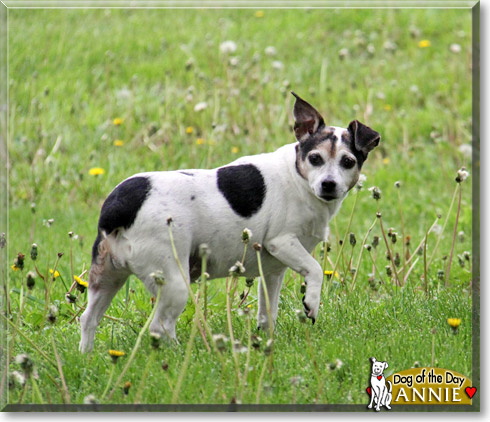 Annie, the Dog of the Day