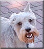 Fritz