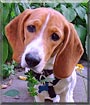 Lulu Belle