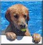 Cooper