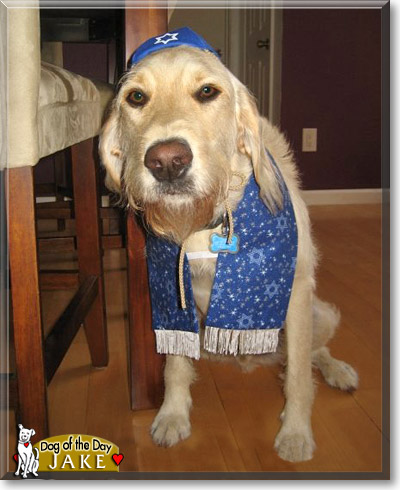 Jake, the Dog of the Day