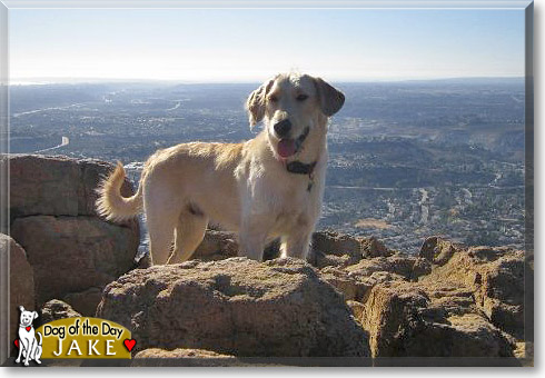 Jake, the Dog of the Day