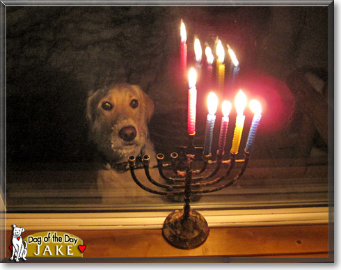 Jake, the Dog of the Day