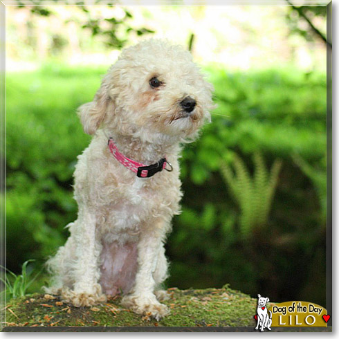 Lilo, the Dog of the Day