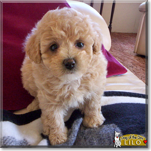 Lilo, the Dog of the Day