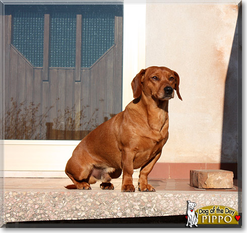 Pippo, the Dog of the Day