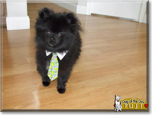 Fuji, the Dog of the Day