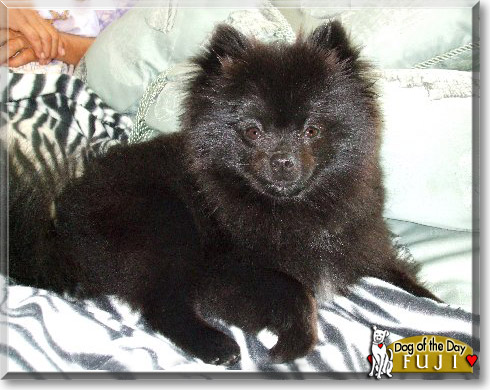 Fuji, the Dog of the Day