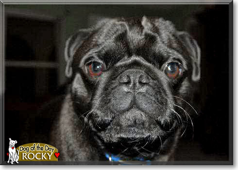 Rocky, the Dog of the Day
