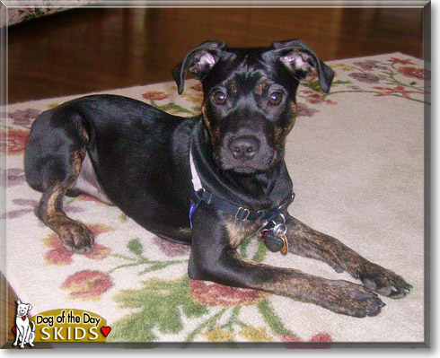 Skids, the Dog of the Day Skids, the Dog of the Day