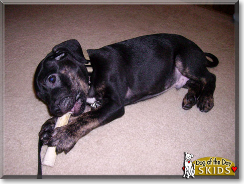 Skids, the Dog of the Day Skids, the Dog of the Day