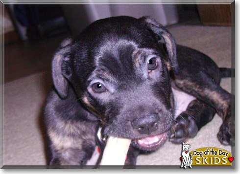 Skids, the Dog of the Day Skids, the Dog of the Day
