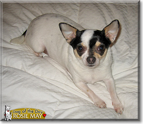 Rosie May, the Dog of the Day