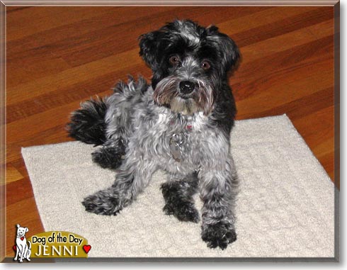 Jenni, the Dog of the Day