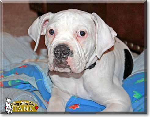 Tank, the Dog of the Day
