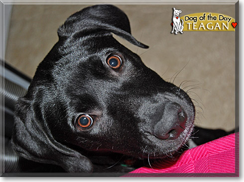 Teagan, the Dog of the Day