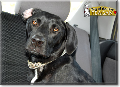 Teagan, the Dog of the Day