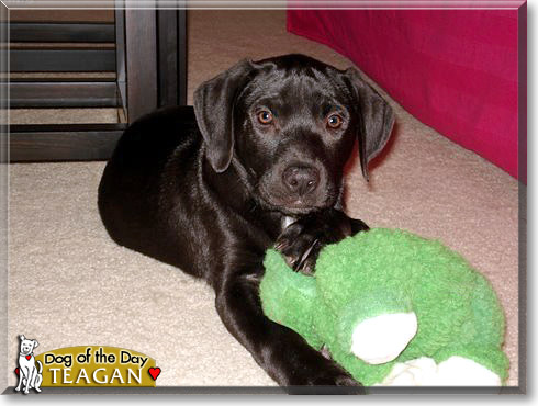 Teagan, the Dog of the Day