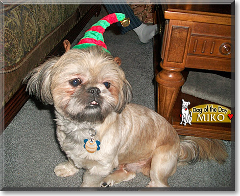 Miko, the Dog of the Day