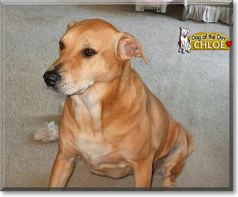 Chloe, the Dog of the Day