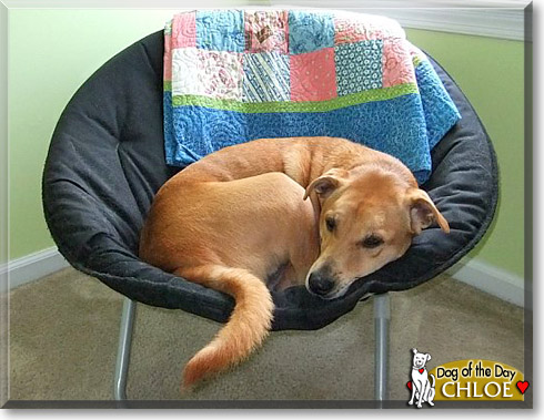 Chloe, the Dog of the Day