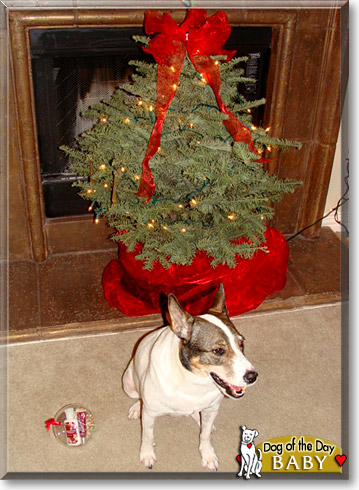 Baby, the Dog of the Day