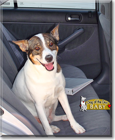 Baby, the Dog of the Day