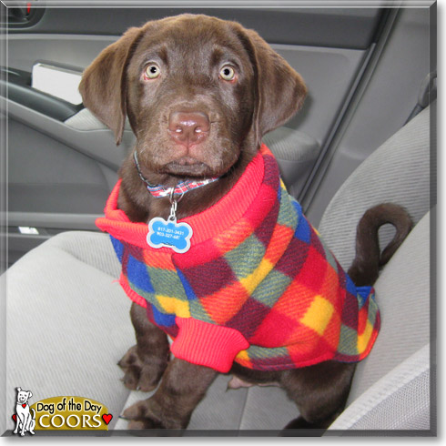 Coors, the Dog of the Day